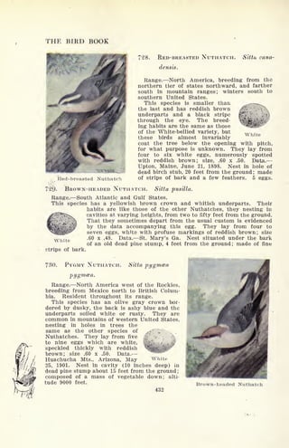 THE BIRD BOOK
728. RED-BREASTED NUTHATCH.
densis.
Sitta cana-
ited-breasted Nuthatch
Range. North America, breeding from the
northern tier of states northward, and farther
south in mountain ranges; winters south to
southern United States.
This species is smaller than
the last and has reddish brown
underparts and a black stripe
through the eye. The breed-
ing habits are the same as those
of the White-bellied variety, but
these birds almost invariably
coat the tree below the opening with pitch,
for what purpose is unknown. They lay from
four to six white eggs, numerously spotted
with reddish brown; size, .60 x .50. Data.
Upton, Maine, June 21, 1898. Nest in hole of
dead birch stub, 20 feet from the ground; made
of strips of bark and a few feathers. 5 eggs.
White
729. BROWN-HEADED NUTHATCH. Sitta pusilla.
Range. South Atlantic and Gulf States.
This species has a yellowish brown crown and whitish underparts. Their
habits are like those of the other Nuthatches, they nesting in
cavities at varying heights, from two to fifty feet from the ground.
That they sometimes depart from the usual custom is evidenced
by the data accompanying this egg. They lay from four to
seven eggs, white with profuse markings of reddish brown; size
.60 x .48. Data. St. Mary's Ga. Nest situated under the bark
of an old dead pine stump, 4 feet from the ground; made of fine
White
strips of bark.
730. PYGMY NUTHATCH. Sitta pygmcea
pygmaia.
Range. North America west of the Rockies,
breeding from Mexico north to British Colum-
bia. Resident throughout its range.
This species has an olive gray crown bor-
dered by dusky, the back is ashy blue and the
underparts soiled white or rusty. They are
common in mountains of western United States,
nesting in holes in trees the
same as the other species of ^:
*
,,
Nuthatches. They lay from five
to nine eggs which are white, '.
speckled thickly with reddish
brown; size .60 x .50. Data.
Huachucha Mts., Arizona, May White
25, 1901. Nest in cavity (10 inches deep) in
dead pine stump about 15 feet from the ground ;
composed of a mass of vegetable down; alti-
tude 9000 feet.
432
Brown-headed Nuthatch
 
