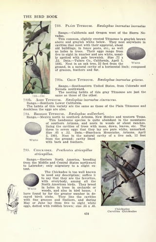 THE BIRD BOOK
733. PLAIN TITMOUSE. Bceolophus inornatus inornatus
Range. California and Oregon west of the Sierra Ne-
vadas.
This common, slightly crested Titmouse is grayish brown
above and grayish white below. They nest anywhere in
cavities that meet with their approval, about
old buildings, in fence posts, etc., as well
as holes in trees. Their eggs range from
five to eight in number and are white, usual-
ly spotted with pale brownish. Size .72 x
.52. Data. Tulare Co., California, April 3,
1895. Nest in an oak tree, 32 feet from the
ground, in a natural cavity of a horizontal limb; composed
of grasses, feathers and fur.
White
733a. GRAY TITMOUSE. Bceolophus inornatus griseus.
Range. Southeastern United States, from Colorado and
Nevada southward.
The nesting habits of this gray Titmouse are just the
733 734 same as those of the other.
733b. ASHY TITMOUSE. Bceolophus inornatus cineraceus.
Range. Southern Lower California.
The habits of this variety are the same as those of the Plain Titmouse and
doubtless the eggs are also.
734. BRIDLED TITMOUSE. Bceolophus wollweberi.
Range. Mexico north to southern Arizona, New Mexico and western Texas.
This handsome species is quite abundant in the mountains
of southern Arizona, and nests in woods or about ranches,
ft  lining the cavities of trees with moss, down, leaves, etc. The
three to seven eggs that they lay are pure white, unmarked.
Size .65 x .52. Data. Huachuca Mountains, Arizona, April
5, 1901. Nest in the natural cavity of a live oak, 12 feet
from the ground; cavity lined
with bark and feathers.
White
735. CHICKADEE. Penthestes atricapillus
atricapillus.
Range. Eastern North America, breeding
itom the Middle and Central States northward
to Labrador; only migratory to a slight ex-
tent.
The Chickadee is too well known
to need any description; suffice it
to say that they are the favorites,
with everybody, among all the
North American birds. They breed
in holes in trees in orchards or
woods, and also in bird boxes. 1
have found by far the greater number in de-
cayed birch stubs. They line the cavities
with fine grasses and feathers, and during
May or June lay from five to eight white
eggs, dotted with reddish brown; size .55 x .45.
434
White
Chickadee
Carolina Chickadee
 
