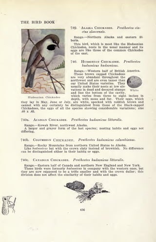 THE BIRD BOOK
739- ALASKA CHICKADEE.
ctus alascensis.
Penthestes cin-
Range. Northern Alaska and eastern Si-
beria.
This bird, which is most like the Hudsonian
Chickadee, nests in the usual manner and its
eggs are like those of the common Chickadee
of the east.
74-0. HUDSONIAN CHICKADEE. Penthestes
hudsonicus hudsonicus.
Range. Western half of British America.
These brown capped Chickadees
m. are very abundant throughout the
Jy ^V northwest and are even tamer than
our United States varieties. They
usually make their nests at low ele-
vations in dead and decayed stumps
and line the bottom of the cavity,
which varies from three to eight inches in
depth, with moss and fur. Their eggs, which
they lay in May, June or July, are white, specked with reddish brown and
cannot with any certainty be distinguished from those of the Black-capped
Chickadees, the eggs of all the species showing considerable variations; size
.60 x .45.
White
Hudsonian Chickadee
740a. ACADIAN CHICKADEE. Penthestes hudsonicus littoralis.
Range. Kowak River, northwest Alaska.
A larger and grayer form of the last species; nesting habits and eggs not
differing.
740b. COLUMBIAN CHICKADEE. Penthestes hudsonicus columbianus.
Range. Rocky Mountains from northern United States to Alaska.
Like nudsonicus but with the crown slaty instead of brownish. No difference
can be distinguished either in their habits or eggs.
740c. CANADIAN CHICKADEE. Penthestes hudsonicus littoralis.
Range. Eastern half of Canada and northern New England and New York.
These birds were formerly hudsonicus in company with the western ones, but
they are now supposed to be a trifle smaller and with the crown duller; this
division does not affect the similarity of their habits and eggs.
 