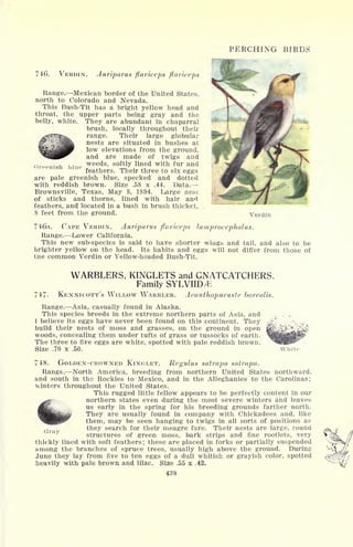 PERCHING BIRDS
746. VERDIN. Auriparus ftaviceps ftaviceps
Range. Mexican border of the United States,
north to Colorado and Nevada.
This Bush-Tit has a bright yellow head and
throat, the upper parts being gray and the
belly, white. They are abundant in chaparral
brush, locally throughout their
range. Their large globular
nests are situated in bushes at
low elevations from the ground,
and are made of twigs and
(
, weeds, softly lined with fur and
feathers. Their three to six eggs
are pale greenish blue, specked and dotted
with reddish brown. Size .58 x .44. Data.
Brownsville, Texas, May 8, 1894. Large nest
of sticks and thorns, lined with hair and
feathers, and located in a bush in brush thicket,
8 feet from the ground. Verdin
746'a. CAPE VERDIN. Auriparus ftaviceps lamprocephalus.
Range. Lower California.
This new sub-species is said to have shorter wings and tail, and also to be
brighter yellow on the head. Its habits and eggs will not differ from those of
the common Verdin or Yellow-headed Bush-Tit.
747.
WARBLERS, KINGLETS and GNATCATCHERS.
Family SYLVIID/C
KENNICOTT'S WILLOW WARBLER. Acanthopneuste borealis.
Range. Asia, casually found in Alaska.
This species breeds in the extreme northern parts of Asia, and
I believe its eggs have never been found on this continent. They
build their nests of moss and grasses, on the ground in open
woods, concealing them under tufts of grass or tussocks of earth.
The three to five eggs are white, spotted with pale reddish brown.
Size .70 x .50.
748. GOLDEN-CROWNED KINGLET. Regulus satrapa satrapa.
Range. North America, breeding from northern United States northward,
and south in the Rockies to Mexico, and in the Alleghanies to the Carolinas;
winters throughout the United States.
This rugged little fellow appears to be perfectly content in our
northern states even during the most severe winters and leaves
us early in the spring for his breeding grounds farther north.
They are usually found in company with Chickadees and, like
them, may be seen hanging to twigs in all sorts of positions as
Grav thev search for their meagre fare. Their nests are large, round
structures of green moss, bark strips and fine rootlets, very
thickly lined with soft feathers; these are placed in forks or partially suspended
among the branches of spruce trees, usually high above the ground. During
June they lay from five to ten eggs of a dull whitish or grayish color, spotted
heavily with pale brown and lilac. Size .55 x .42,
 