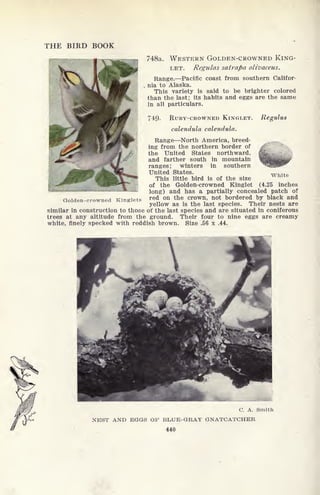 THE BIRD BOOK
748a. WESTERN GOLDEN-CROWNED KING-
LET. Regulas satrapa olivaceus.
Range. Pacific coast from southern Califor-
nia to Alaska.
This variety is said to be brighter colored
than the last; its habits and eggs are the same
in all particulars.
749. RUBY-CROWNED KINGLET. Regulus
calendula calendula.
Range North America, breed-
ing from the northern border of
the United States northward,
and farther south in mountain
ranges; winters in southern
United States.
This little bird is of the size
of the Golden-crowned Kinglet
long) and has a partially concealed patch of
red on the crown, not bordered by black and
yellow as is the last species. Their nests are
similar in construction to those of the last species and are situated in coniferous
trees at any altitude from the ground. Their four to nine eggs are creamy
white, finely specked with reddish brown. Size .56 x .44.
White
(4.25 inches
Golden-crowned Kinglets
C. A. Smith
NEST AND EGGS OF BLUE-GRAY GNATCATCHER
440
 