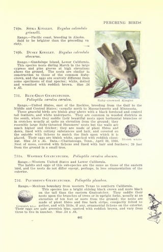 PERCHING BIRDS
74<9a. SITKA KINGLET. Regulas calendula
grinnelli.
Range. Pacific coast, breeding in Alaska.
Said to be brighter than the preceding va
riety.
749b. DUSKY KINGLET. Regulus calendula
obscurus.
Range. Guadalupe Island, Lower California.
This species nests during March in the large
cypress and pine groves at high elevations
above the ground. The nests are similar in
construction to those of the common Ruby-
crown, and the eggs are scarcely different from
some specimens of that species; white, dotted
and wreathed with reddish brown. Size .56
x .43.
751. BLUE-GRAY GNATCATCHER.
Polioptila ccerulea ccerulea. Ruby-crowned Kinglet
Range. United States, east of the Rockies, breeding from the Gulf to the
Middle and Central States; casually north to Massachusetts and Minnesota.
These graceful birds are bluish gray above with a black forehead and central
tail feathers, and white underparts. They are common in wooded districts in
the south, where they saddle their beautiful nests upon horizontal branches or
in crotches usually at quite an elevation from the ground; they
resemble large Ruby-throated Hummers' nests but the walls are
jfr V-V-.
much higher and thicker; they are made of plant fibres and ^f%T
down, lined with cottony substances and hair, and covered on tt^'-v'-., ',
the outside with lichens to match the limb upon which it is
Bluish whiteplaced. Their eggs are bluish white, specked with reddish chest-
nut. Size .58 x .45. Data. Chattanooga, Tenn., April 30, 1900.
Nest of moss, covered with lichens and lined with hair and feathers; 20 feet
from the ground in a small tree.
75 la. WESTERN GNATCATCHER. Polioptila ccerulea obscura.
Range. Western United States and Lower California.
The habits and eggs of this sub-species are the same as those of the eastern
bird, and the nests do not differ except, perhaps, in less ornamentation of the
exterior.
752. PLUMBEOUS GNATCATCHER. Polioptila plumbea.
Range. Mexican boundary from western Texas to southern California.
This species has a bright shining black crown and more black
on the tail than the eastern Gnatcatcher. They saddle their
nests upon the branches of trees or in upright forks, usually at an
elevation of ten feet or more from the ground; the nests are
made of plant fibres and fine bark strips, compactly felted to-
Greenish blue gether, and with little, if any, ornamental lichens on the exterior.
Their eggs are pale greenish blue, spotted with reddish brown, and vary from
three to five in number. Size .54 x .44.
441
 