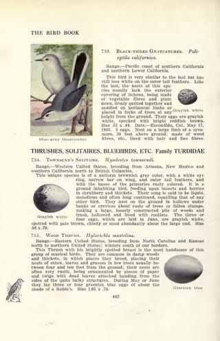 THE BIRD BOOK
753. BLACK-TAILED GNATCATCHER.
optila californica.
Poli-
Blue-gray Gnatcatcher
Range. Pacific coast of southern California
and northern Lower California.
This bird is very similar to the last but has
still less white on the outer tail feathers. Like
the last, the nests of this spe-
cies usually lack the exterior
covering of lichens, being made
of vegetable fibres and plant
down, firmly quilted together and
saddled on horizontal limbs or
placed in forks of trees at any
Grayish whlte
height from the ground. Their eggs are grayish
white, specked with bright reddish brown.
Size .55 x .44. Data. Escondido, Cal., May 17,
1903. 5 eggs. Nest on a large limb of a syca-
more, 30 feet above ground; made of weed
fibres, etc., lined with hair and fine fibres.
THRUSHES, SOLITAIRES, BLUEBIRDS, ETC. Family TURDIDAE
754. TOWNSEND'S SOLITAIRE. Myadestes townsendi.
Range. Western United States, breeding from Arizona, New Mexico and
southern California north to British Columbia.
This unique species is of a uniform brownish gray color, with a white eye
ring, narrow bar on wing, and outer tail feathers, and
with the bases of the primaries rusty colored. It is a
ground inhabiting bird, feeding upon insects and berries
in shrubbery and thickets. Their song is said to be liquid,
melodious and often long continued, equalling that of any
other bird. They nest on the ground in hollows under
banks or crevices about roots of trees or fallen stumps,
making a large, loosely constructed pile of weeds and
trash, hollowed and lined with rootlets. The three or
four eggs, which are laid in June, are grayish white,
spotted with pale brown, chiefly or most abundantly about the large end. Size
.96 x .70.
Grayish white
755. WOOD THRUSH. Hylocichla mustelina.
Range. Eastern United States, breeding from North Carolina and Kansas
north to northern United States; winters south of our borders.
This Thrush with his brightly spotted breast is the most handsome of this
group of musical birds. They are common in damp woods
and thickets, in which places they breed, placing their
nests of straw, leaves and grasses in low trees usually be-
tween four and ten feet from the ground; their nests are
often very rustic, being ornamented by pieces of paper
and twigs with dead leaves attached handing from the
sides of the quite bulky structures. During May or June
they lay three or four greenish blue eggs of about the
shade of a Robin's. Size 1.05 x .70.
Greenish blue
442
 