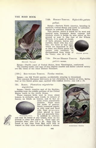 THE BIRD BOOK
75pb. HERMIT THRUSH. Hylocichla guttata
pallasi.
Range. Eastern North America, breeding in
northern United States and north to Labrador;
winters in southern United States.
This species, which is noted for its weet and
musical song, frequents damp swamps and
thickets where it builds its nest either on the
ground or near it, like that of the Wilson
Thrush; it is made of shreds
of bark, grasses, leaves and
rootlets, lined with fine root-
lets; the three or four eggs,
which are deposited in May
or June, are bluish green and
cannot, with certainty, be
distinguished from those of
the Veery; size .85 x .65.
Bluish green
759c. DWARF HERMIT THRUSH. Hylocichla
Hermit Thrush gut tata nanus.
Range. Pacific coast of United States, from Washington, southward.
The nesting habits and eggs of this slightly smaller and duller colored variety
are like those of the other Hermit Thrushes.
[760.] RED-WINGED THRUSH. Turdus musicus.
Range. An Old World species, accidentally straying to Greenland.
This common European bird nests at low elevations in bushes or trees, laying
four or five bluish green eggs, spotted with reddish brown; size 1.05 x .75.
761. ROBIN. Planesticus migratorius
migratorius.
Range. North America east of the Rockies,
breeding from the middle portions of the United
States, north to the Arctic Ocean.
These common birds nest in trees about
houses, in orchards, open woods, in corners of
fences, on blinds on houses, and in fact al-
most every conceivable
^^ ^ position. Their nests
jf ^k are made of grasses,
m& 2 firmly cemented togeth-
mj er with mud and lined
f with finer grasses;
N^H when placed in trees
they are generally firm-
Greenish blue ly saddled in crotches
and may be found at any height, from on the
ground to sixty feet above it. Their eggs are
greenish blue; size 1.15 x .80. Eggs may be
found at any time from May until July or
August as they raise several broods a season. American Robin
446
 