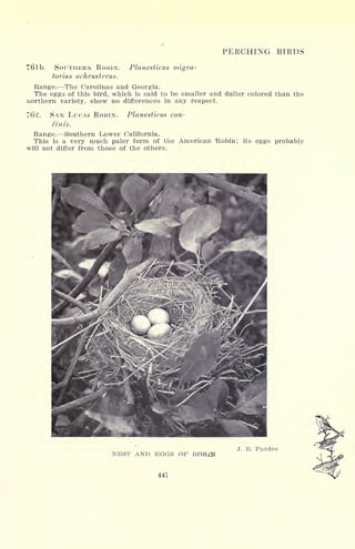 PERCHING BIRDS
76 Ib. SOUTHERN ROBIN. Planesticus migra-
torius achrusterus.
Range. The Carolinas and Georgia.
The eggs of this bird, which is said to be smaller and duller colored than the
northern variety, show no differences in any respect.
76*2. SAN LUCAS ROBIN. Planesticus con-
finis.
Range. Southern Lower California.
This is a very much paler form of the American Robin; its eggs probably
will not differ from those of the others.
J. B. Pardoe
NEST AND EGGS OP ROBlN
441
 