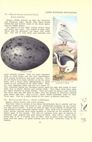 47. GREAT-BLACK-BACKED GULL.
Larus marinus.
LONG-WINGED SWIMMERS
Range. North Atlantic on both the American
and European sides; breeds from Nova Scotia
northward and winters south to the Great Lakes
and the Middle States.
The largest of the Gulls (thirty inches long)
and unlike any other. The mantle is dark slaty
black, and the primaries are black with white
tips. The bill is very large and powerful and
mGreat Black-backed Gull
Kumlien's Gull
Grayish buff
quite strongly hooked. They are quite abundant
birds in their range, and are very quarrelsome,
both among themselves and other species. They
do not breed in as large colonies as do the other
Gulls, half a dozen pairs appropriating a small
island to the exclusion of all other birds. They
are very rapacious birds and live to a great ex-
tent, especially during the breeding season, upon the eggs and young of other
birds such as Ducks, Murres and smaller Gulls. They place their nests upon
the higher portions of sandy islands. They are made of grasses and seaweed.
The three eggs are laid early in June; they are grayish or brownish, spotted
with brown and lilac. Size 3x2.15. Data.- -South Labrador, June 21, 1884.
Three eggs. Nest on a small island off the coast; of grasses and moss.
18. SLATY-BACKED GULL. Larus schistisagus.
Range. North Pacific and Arctic Oceans.
This Gull, which is similar to the Great Black-backed, but is smaller and has
a lighter mantle, does not breed in any considerable numbers on the Ameri-
can side of the Pacific. It nests in June on some of the islands in Bering Sea
and probably more commonly farther onrth. They often nest in company with
other species, placing their small mounds of seaweed on the ground on the
higher parts of the islands. The full set contains three eggs of grayish or
brownish color, spotted with dark brown or black. Size 2.90 x 2. Data. Har-
rowby Bay, N. W. T. Canada, June 11, 1901. Nest of grass, roots and mud and
lined with dry grass; on point making into the bay. Collector, Capt. H. H.
Bodfish.
43
 