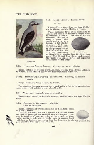 THE BIRD BOOK
Wheatear
763. VARIED THRUSH. Ixoreus ncevius
ncevius.
Range. Pacific coast from northern Califor-
nia to Alaska; south to Mexico in winter.
These handsome birds breed abundantly in
Alaska and locally in mountain ranges south
to northern California. They nest at low ele-
vations in trees, making
them of moss, twigs,
weeds and grasses,
forming a flat shallow
structure. Their eggs
are greenish blue sharp-
ly but sparingly spotted
with dark brown; size
1.12 x .80. Data. Delta Greenish blue
of Kowak River, Alaska, June 11, 1899. Four
eggs. Nest 12 feet from the ground, against
the trunk of a slender spruce and supported
by a clump of stiff twigs.
763a. NORTHERN VARIED THRUSH. Ixoreus ncevius meruloides.
Range. Interior of western North America, breeding from British Columbia
to Alaska. Its habits and eggs do not differ from those of the last.
[764]. SIBERIAN RED-SPOTTED BLUETHROAT. Cyanosy I via suecica
robusta.
Range. Northern Asia; casually to Alaska.
This beautiful foreigner nests on the ground and lays four to six greenish blue
eggs, spotted with reddish brown; size .75 x .50.
765. WHEATEAR. Saxicola cenanthe cenanthe.
Range. Asia; casual in Alaska in summer; nesting habits and eggs like the
next.
765a. GREENLAND WHEATEAR. Saxicola
cenanthe leucorhoa.
Range. Europe and Greenland ; casual on the Atlantic coast
of North America.
This very abundant Old World species is a common breed-
ing bird in Greenland and probably also in Labrador. They j
nest in crevices of quarries, holes in the ground, or stone
walls, making a rude nest of weeds, moss or^ grasses, lined
with hair or feathers, and during May lay from four to six . .
pale greenish blue eggs; size .90 x .60.
448
 