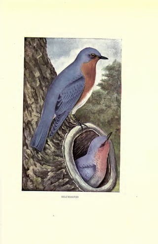 BLUEBIRD
 