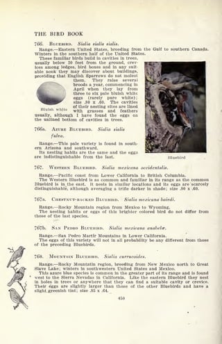 THE BIRD BOOK
766. BLUEBIRD. Sialia sialis sialis.
Range. Eastern United States, breeding from the Gulf to southern Canada.
Winters in the southern half of the United States.
These familiar birds build in cavities in trees,
usually below 20 feet from the ground, crev-
ices among ledges, bird boxes and in any suit-
able nook they may discover about buildings,
providing that English Sparrows do not molest
them. They raise several
broods a year, commencing in
W April when they lay from
three to six pale bluish white
eggs (rarely pure white) ;
size .80 x .60. The cavities
of their nesting sites are lined
Bluish white with grasses and feathers
usually, although I have found the eggs on
the unlined bottom of cavities in trees.
766a. AZURE BLUEBIRD. Sialia sialis
fulva.
Range. This pale variety is found in south-
ern Arizona and southward.
Its nesting habits are the same and the eggs
are indistinguishable from the last. Bluebird
767. WESTERN BLUEBIRD. Sialia mexicana occidentalis.
Range. Pacific coast from Lower California to British Columbia.
The Western Bluebird is as common and familiar in its range as the common
Bluebird is in the east. It nests in similar locations and its eggs are scarcely
distinguishable, although averaging a trifle darker in shade; size .80 x .60.
767a. CHESTNUT-BACKED BLUEBIRD. Sialia mexicana bairdi.
Range. Rocky Mountain region from Mexico to Wyoming.
The nesting habits or eggs of this brighter colored bird do not differ from
those of the last species.
767b. SAN PEDRO BLUEBIRD. Sialia mexicana anabelce.
Range. San Pedro Martir Mountains in Lower California.
The eggs of this variety will not in all probability be any different from those
of the preceding Bluebirds.
768. MOUNTAIN BLUEBIRD. Sialia currucoides.
Range. Rocky Mountatin region, breeding from New Mexico north to Great
Slave Lake; winters in southwestern United States and Mexico.
This azure blue species is common in the greater part of its range and is found
west to the Sierra Nevadas in California. Like the eastern Bluebird they nest
in holes in trees or anywhere that they can find a suitable cavity or crevice.
Their eggs are slightly larger than those of the other Bluebirds and have a
slight_.greenish tint; size .85 x .64.
450
 