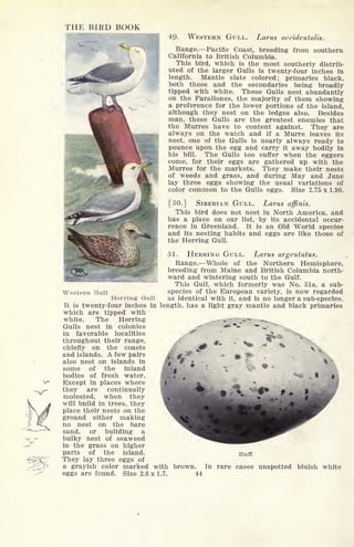 THE BIRD BOOK
49. WESTERN GULL. Larus occidentalis.
Range. Pacific Coast, breeding from southern
California to British Columbia.
This bird, which is the most southerly distrib-
uted of the larger Gulls is twenty-four inches in
length. Mantle slate colored; primaries black,
both these and the secondaries being broadly
tipped with white. These Gulls nest abundantly
on the Farallones, the majority of them showing
a preference for the lower portions of the island,
although they nest on the ledges also. Besides
man, these Gulls are the greatest enemies that
the Murres have to content against. They are
always on the watch and if a Murre leaves its
nest, one of the Gulls is nearly always ready to
pounce upon the egg and carry it away bodily in
his bill. The Gulls too suffer when the eggers
come, for their eggs are gathered up with the
Murres for the markets. They make their nests
of weeds and grass, and during May and June
lay three eggs showing the usual variations of
color common to the Gulls eggs. Size 2.75 x 1.90.
[50.] SIBERIAN GULL. Larus affinis.
This bird does not nest in North America, and
has a place on our list, by its accidental occur-
rence in Greenland. It is an Old World species
and its nesting habits and eggs are like those of
the Herring Gull.
51. HERRING GULL. Larus argentatus.
Range. Whole of the Northern Hemisphere,
breeding from Maine and British Columbia north-
__, ward and wintering south to the Gulf.
This Gull, which formerly was No. 51a, a sub-
Western Gull species of the European variety, is now regarded
Herring Gull as identical with it, and is no longer a sub-species.
It is twenty-four inches in length, has a light gray mantle and black primaries
which are tipped with
white. The Herring , ^- "-~ ~~^
Gulls nest in colonies *%. *
^.
'
in favorable localities
throughout their range,
chiefly on the coasts
and islands. A few pairs
also nest on islands in
some of the inland
bodies of fresh water.
Except in places where
they are continually
molested, when they
will build in trees, they
place their nests on the
ground either making
no riest on the bare
sand, or building a
bulky nest of seaweed
in the grass on higher
parts of the island. Buff
They lay three eggs of
a grayish color marked with brown. In rare cases unspotted bluish white
eggs are found. Size 2.8 x 1.7. 44
 
