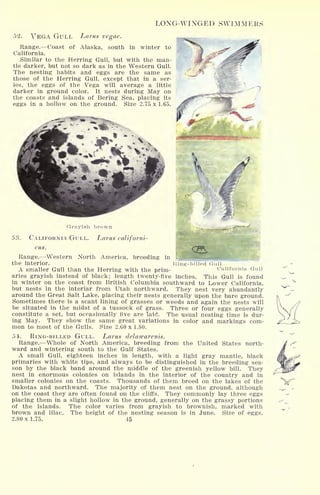 LONG-WINGED SWIMMERS
52. VEGA GULL Larus vegae.
Range. Coast of Alaska, south in winter to
California.
Similar to the Herring Gull, but with the man-
tle darker, but not so dark as in the Western Gull.
The nesting habits and eggs are the same as
those of the Herring Gull, except that in a ser-
ies, the eggs of the Vega will average a little
darker in ground color. It nests during May on
the coasts and islands of Bering Sea, placing its
eggs in a hollow on the ground. Size 2.75 x 1.65.
Grayish brown
1 Gull
California Gull
53. CALIFORNIA GULL. Larus californi-
Range. Western North America, breeding in til
the interior. Kiim'-i>i:
A smaller Gull than the Herring with the prim-
aries grayish instead of black; length twenty-five inches. This Gull is found
in winter on the coast from British Columbia southward to Lower California,
but nests in the interiar from Utah northward. They nest very abundantly
around the Great Salt Lake, placing their nests generally upon the bare ground.
Sometimes there is a scant lining of grasses or weeds and again the nests will
be situated in the midst of a tussock of grass. Three or four eggs generally
constitute a set, but occasionally five are laid. The usual nesting time is dur-
ing May. They show the same great variations in color and markings com-
mon to most of the Gulls. Size 2.60 x 1.80.
51. RING-BILLED GULL. Larus delawarenis.
Range. Whole of North America, breeding from the United States north-
ward and wintering south to the Gulf States.
A small Gull, eighteen inches in length, with a light gray mantle, black
primaries with white tips, and always to be distinguished in the breeding sea-
son by the black band around the middle of the greenish yellow bill. They
nest in enormous colonies on islands in the interior of the country and in
smaller colonies on the coasts. Thousands of them breed on the lakes of the
Dakotas and northward. The majority of them nest on the ground, although
on the coast they are often found on the cliffs. They commonly lay three eggs
placing them in a slight hollow in the ground, generally on the grassy portions
of the islands. The color varies from grayish to brownish, marked with
brown and lilac. The height of the nesting season is in June. Size of eggs,
2.80 x 1.75. 45
 