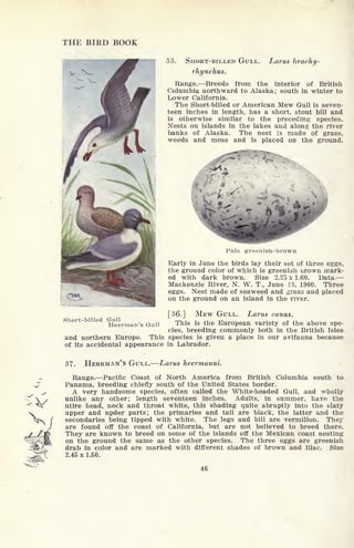 THE BIRD BOOK
55. SHORT-BILLED GULL. Larus brachy-
rhynchus.
Range. Breeds from the interior of British
Columbia northward to Alaska; south in winter to
Lower California.
The Short-billed or American Mew Gull is seven-
teen inches in length, has a short, stout bill and
is otherwise similar to the preceding species.
Nests on islands in the lakes and along the river
banks of Alaska. The nest is made of grass,
weeds and moss and is placed on the ground.
Pale greenish-brown
Early in June the birds lay their set of three eggs,
the ground color of which is greenish brown mark-
ed with dark brown. Size 2.25 x 1.60. Data,
Mackenzie River, N. W. T., June 13, 1900. Three
eggs. Nest made of seaweed and grass and placed
on the ground on an island in the river.
[56.] MEW GULL. Larus canus.
This is the European variety of the above spe-
cies, breeding commonly both in the British Isles
and northern Europe. This species is given a place in our avifauna because
of its accidental appearance in Labrador.
Short-billed Gull
Heerman's Gull
57. HERRMAN'S GULL. Larus heermanni.
Range. Pacific Coast of North America from British Columbia south to
Panama, breeding chiefly south of the United States border.
A very handsome species, often called the White-headed Gull, and wholly
unlike any other; length seventeen inches. Adults, in summer, have the
ntire head, neck and throat white, this shading quite abruptly into the slaty
upper and upder parts; the primaries and tail are black, the latter and the
secondaries being tipped with white. The legs and bill are vermilion. They
are found off the coast of California, but are not believed to breed there.
They are known to breed on some of the islands off the Mexican coast nesting
on the ground the same as the other species. The three eggs are greenish
drab in color and are marked with different shades of brown and lilac. Size
2.45 x 1.50.
46
 