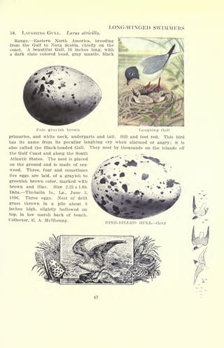 58. LAUGHING GULL. Lams atricilla.
LONG-WINGED SWIMMERS
Range. Eastern North America, breeding
from the Gulf to Nova Scotia, chiefly on the
coast. A beautiful Gull, 16 inches long, with
a dark slate colored head, gray mantle, black
Pale grayish brown Laughing Gull
primaries, and white neck, underparts and tail. Bill and feet red. This bird
has its name from its peculiar laughing cry when alarmed or angry; it is
also called the Black-headed Gull. They nest by thousands on the islands off
the Gulf Coast and along the South . -^
Atlantic States. The nest is placed
on the ground and is made of sea-
weed. Three, four and sometimes
five eggs are laid, of a grayish to
greenish brown color, marked with
brown and lilac. Size 2.25 x 1.60.
Data. Timbalin Is., La., June 3,
1896. Three eggs. Nest of drift
grass thrown in a pile about 8
inches high, slightly hollowed on
top, in low marsh back of beach.
Collector, E. A. McTlhenny. RING-BILLED GULL-Gray
47
 