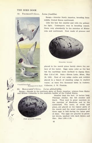THE BIRD BOOK
59. FRANKLIN'S GULL. Larus franklini.
Range. Interior North America, breeding from
middle United States northward.
Like the last but smaller and with the primar-
ies light. Underparts rosy in breeding season.
Nests very abundantly in the marshes of Minne-
sota and northward. Nest made of grasses and
Franklin's Gull
Bonaparte's Gull
Grayish brown
placed in the marsh grass barely above the sur-
face of the water. Eggs same color as the last
but the markings more inclined to zigzag lines.
Size 2.10 x 1.40. Data. Heron Lake, Minn., May
26, 1885. Nest of wet sedge stalks and rubbish
placed in a bunch of standing sedge in shallow
water; at least five thousand birds in rookery.
Collector, J. W. Preston.
60. BONAPARTE'S GULL. Larus Philadelphia.
Range. Breeds in the northern parts of North America; winters from Maine
and British Columbia to the southern border of the United States.
Smaller than the last; 14 inches long.
Plumage similar, but bill slender and
black. They nest in great numbers on
the marshes of Manitoba and to the
northward. The nests, of sticks and
grass, are placed on the higher parts of
the marsh and the usual complement of
three eggs is laid during the latter part
of June. The eggs are grayish to green-
ish brown, marked with dark brown and
lilac. Size 1.90 x 1.30.Pale grayish brown
48
 