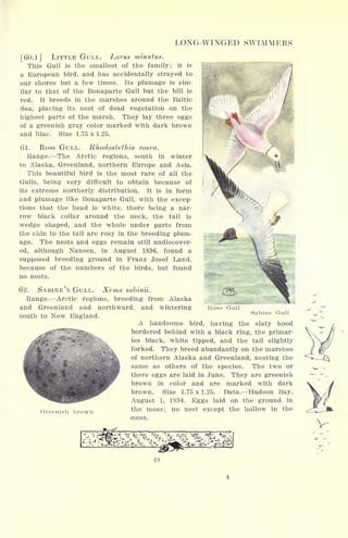 LONG-WINGED SWIMMERS
[60.1] LITTLE GULL. Larus minutus.
This Gull is the smallest of the family; it is
a European bird, and has accidentally strayed to
our shores but a few times. Its plumage is sim-
ilar to that of the Bonaparte Gull but the bill is
red. It breeds in the marshes around the Baltic
Sea, placing its nest of dead vegetation on the
highest parts of the marsh. They lay three eggs
of a greenish gray color marked with dark brown
and lilac. Size 1.75 x 1.25.
61. Ross GULL. Rhodostethia rosea.
Range. The Arctic regions, south in winter
to Alaska, Greenland, northern Europe and Asia.
This beautiful bird is the most rare of all the
Gulls, being very difficult to obtain because of
its extreme northerly distribution. It is in form
and plumage like Bonaparte Gull, with the excep-
tions that the head is white, there being a nar-
row black collar around the neck, the tail is
wedge shaped, and the whole under parts from
the chin to the tail are rosy in the breeding plum-
age. The nests and eggs remain still undiscover-
ed, although Nansen, in August 1896, found a
supposed breeding ground in Franz Josef Land,
because of the numbers of the birds, but found
no nests.
62. SABINE'S GULL. Xema sabinii.
Range. Arctic regions, breeding from Alaska
and Greenland and northward, and wintering
south to New England.
Sabine Gul1
A handsome bird, having the slaty hood
bordered behind with a black ring, the primar-
ies black, white tipped, and the tail slightly
forked. They breed abundantly on the marshes
of northern Alaska and Greenland, nesting the
same as others of the species. The two or
there eggs are laid in June. They are greenish
brown in color and are marked with dark
brown. Size 1.75 x 1.25. Data. Hudson Bay,
August 1, 1894. Eggs laid on the ground in
Greenish brown the moss ; no nest except the hollow in the
moss.
Rose Gull
 