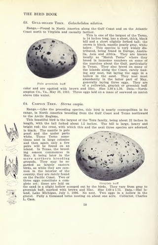 THE BIRD BOOK
63. GULL-BILLED TERN. Gelochelidon nilotica.
Range. Found in North America along the Gulf Coast and on the Atlantic
Coast north to Virginia and casually farther.
This is one of the largest of the Terns,
is 14 inches long, has a short, thick, black
bill and a short slightly forked tail; the
crown is black, mantle pearly gray, white
below. This species is very widely dis-
tributed, being found in Europe, Austra-
lia, Asia and Africa. They are known
locally as "Marsh Terns" where they
breed in immense numbers on some of
the marshes about the Gulf, particularly
in Texas. They also breed on many of
the islands along the Coast, rarely mak-
ing any nest, but laying the eggs in a
hollow in the sand. They nest most
abundantly in the latter part of May,
generally laying three eggs. They are
of a yellowish, grayish or greenish buff
color and are spotted with brown and lilac. Size 1.80x1.30. Data. North-
ampton Co., Va., May 28, 1882. Three eggs laid on a mass of seaweed on marsh
above tide water.
Pale greenish buff
64. CASPIAN TERN. Sterna caspia.
Range. Like the preceding species, this bird is nearly cosmopolitan in its
range, in North America breeding from the Gulf Coast and Texas northward
to the Arctic Regions.
This beautiful bird is the largest of the Tern family, being about 22 inches in
length, with the tail forked about 1.5 inches. The bill is large, heavy and
bright red; the crest, with which this and the next three species are adorned,
is black. The mantle is pale _-~^^
pearl and the under parts
"
* m
white. These Terns some-
times nest in large colonies
and then again only a few
pairs will be found on an
island. In Texas, the breed-
ing season commences in
May, it being later in the
more northern breeding
grounds. They may be re-
garded as largely eastern
birds, as while they are com-
mon in the interior of the
country, they are rarely found
on the Pacific Coast. Two or
three eggs constitute a com-
plete set; these are laid on Grayish buff
the sand in a slight hollow scooped out by the birds. They vary from gray to
greenish buff, marked with brown and lilac. Size 2.60 x 1.75. Data. Hat Is-
land, Lake Michigan, July 1, 1896. No nest. Two eggs in a hollow in the
gravel. Fully a thousand terns nesting on about one acre. Collector, Charles
L. Cass.
50
 