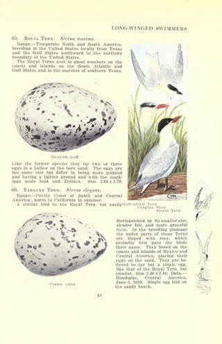 LONG-WINGED SWIMMERS
65. ROYAL TERN. Sterna maxima.
Range. Temperate North and South America,
breeding in the United States locally from Texas
and the Gulf States northward to the northern
boundary of the United States.
The Royal Terns nest in great numbers on the
coasts and islands on the South Atlantic and
Gulf States and in the marshes of southern Texas.
Grayish buff
Like the former species they lay two or three
eggs in a hollow on the bare sand. The eggs are
the same size but differ in being more pointed
and having a lighter ground and with the mark-
ings more bold and distinct. Size 2.60 x 1.70.
66. ELEGANT TERN. Sterna elegans.
Range. Pacific Coast of South and Central
America; north to California in summer.
A similar bird to the Royal Tern, but easilyGull-billed Tern
Caspian Tern
Royal Tern
Cream color
distinguished by its smaller size,
slender bill, and more graceful
form. In the breeding plumage
the under parts of these Terns
are tinged with rosy, which
probably first gave the birds
their name. They breed on the
coasts and islands of Mexico and
Central America, placing their
eggs on the sand. They are be-
lieved to lay but a single egg,
like that of the Royal Tern, but
smaller. Size 2.40 x 1.40. Data.
Honduras, Central America,
June 5, 1899. Single egg laid on
the sandy beach.
51
 