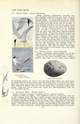 THE BIRD BOOK
71. ARCTIC TERN. Sterna paradisaea.
Range. Northern Hemisphere, breeding from
New England northward to the Arctic Regions
and wintering south to California and the South
Atlantic States. A similar bird to the last, differ-
ing in having the bill wholly red and the feet be-
ing smaller and weak for the size of the bird. A
more northern bird than the last, breeding abund-
antly in Alaska, both on the coast and in the in-
terior. In the southern limits of its breeding
range, it nests in company with the Common
Tern, its nests and eggs being indistinguishable
from the latter. When their nesting grounds are
approached, all the birds arise like a great white
clour, uttering their harsh, discordant "tearrr,
tearrr," while now and then an individual, bolder
than the rest, will swoop close by with an angry
"crack." On the whole they are timid birds, keep-
ing well out of reach. The nesting season is
early in June. Eggs like the preceding. Data.
Little Duck Is., Me., June 29, 1896. Three eggs
in a slight hollow on the beach, three feet above
high water mark.
72. ROSEATE TERN. Sterna dougalli.
Range. Temperate North America on the east
coast, breeding from New England to the Gulf.
These are the most beautiful birds, having a
delicate pink blush on the under parts during
^
Arctic Tern
Roseate Tern
Aleutian Tern
Grayish or Brownish
the breeding season; the tail is very long and deeply forked, the outer feath-
ers being over five inches longer than the middle ones; the bill is red with a
black tip. They nest in large colonies on the islands from Southern New Eng-
land southward, placing the nests in the short grass, generally without any
lining. They lay two or three eggs which are indistinguishable from the
two preceding species.
73. ALEUTIAN TERN. Sterna aleutica.
Range. Found in summer in Alaska and the Aleutian Islands.
South in winter to Japan. This handsome Tern is of the form and size
of the Common Tern, but has a darker mantle, and the forehead is white,
leaving a black line from the bill to the eye. They nest on islands off the coast
of Alaska, sometimes together with the Arctic Tern. The eggs are laid upon
the bare ground or moss, and are similar to the Arctic Terns, but average nar-
rower. They are two or three in number and are laid in June and July. Size
1.70 x 1.15. Data. Stuart Is., Alaska. Three eggs in a slight hollow in the moss.
54
 
