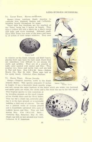 LONG-WINGED SWIMMERS
74. LEAST TERN. Sterna antillarum.
Range. From northern South America to
southern New England, Dakota and California,
breeding locally throughout its range.
These little Sea Swallows are the smallest of
the Terns, being but 9 inches in length. They
have a yellow bill with a black tip, a black crown
and nape, and white forehead. Although small,
these little Terns lose none of the grace and beau-
ty of action of their larger relatives. They nest
Least Tern
Sooty Tern
Light buff
in colonies on the South Atlantic and Gulf Coasts,
placing their eggs upon the bare sand, where they
are sometimes very difficult to see among the
shells and pebbles. They are of a grayish or
buffy color spotted with umber and lilac. They
number two, three and rarely four, and are laid
in May and June. Size 1.25 x .95. Data. DeSota
Beach, Fla., May 20, 1884. Three eggs laid on
the sandy beach. Collector, Chas. Graham.
75. SOOTY TERN. Sterna fuscata.
Range. Tropical America, north to the South
Atlantic States. This species measures 17 inches
in length; it has a brownish black mantle, wings
and tail, except the outer feathers of the latter which are white; the forehead
and under parts are white, the crown and a line from the eye to the bill, black.
This tropical species is very numerous at
its breeding grounds on the small islands
of the Florida Keys and the West Indies.
They lay but a single egg, generally plac-
ing it on the bare ground, or occasionally
building a frail nest of grasses. The egg
has a pinkish white or creamy ground
and is beautifully sprinkled with spots of
reddish brown and lilac. They are laid
during May. Size 2.05 x 1.45. Data.
Clutheria Key, Bahamas, May 28, 1891.
Single egg laid on bare ground near water.
Collector, D. P. Ingraham.
/" ^
*
x
Creamy white
55
 