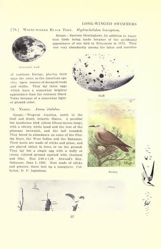 LONG-WINGED SWIMMERS
[78.] WHITE-WINGED BLACK TERN. Hydrochelidon leucoptera.
Range. Eastern Hemisphere, its addition to Amer-
ican birds being made because of the accidental
appearance of one bird in Wisconsin in 1873. They
lest very abundantly among the lakes and marshes
Greenish buff
of southern Europe, placing their
eggs the same as the American spe- &*-.-
*
cies, upon masses of decayed reeds v
"
-
and stalks. They lay three eggs
which have a somewhat brighter
appearance than the common Black
Terns because of a somewhat light-
er ground color.
79. NODDY. Anous stolidus.
Range. Tropical America, north to the
Gulf and South Atlantic States, A peculiar
but handsome bird (about fifteen inches long),
with a silvery white head and the rest of the
plumage brownish, and the tail rounded.
They breed in abundance on some of the Flor-
ida Keys, the West Indies and the Bahamas.
Their nests are made of sticks and grass, and
are placed either in trees or on the ground.
They lay but a single egg with a buffy or
cream colored ground spotted with chestnut
and lilac. Size 2.00 x 1.30. Atwood's Key,
Bahamas, June 1, 1891. Nest made of sticks
and grasses, three feet up a mangrove. Col-
lector, D. P. Ingraham.
Buff
Noddy
57
 
