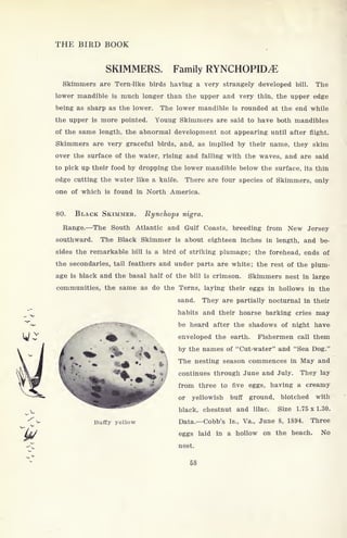 THE BIRD BOOK
SKIMMERS. Family RYNCHOPID^E
Skimmers are Tern-like birds having a very strangely developed bill. The
lower mandible is much longer than the upper and very thin, the upper edge
being as sharp as the lower. The lower mandible is rounded at the end while
the upper is more pointed. Young Skimmers are said to have both mandibles
of the same length, the abnormal development not appearing until after flight.
Skimmers are very graceful birds, and, as implied by their name, they skim
over the surface of the water, rising and falling with the waves, and are said
to pick up their food by dropping the lower mandible below the surface, its thin
edge cutting the water like a knife. There are four species of Skimmers, only
one of which is found in North America.
80. BLACK SKIMMER. Rynchops nigra.
Range. The South Atlantic and Gulf Coasts, breeding from New Jersey
southward. The Black Skimmer is about eighteen inches in length, and be-
sides the remarkable bill is a bird of striking plumage; the forehead, ends of
the secondaries, tail feathers and under parts are white; the rest of the plum-
age is black and the basal half of the bill is crimson. Skimmers nest in large
communities, the same as do the Terns, laying their eggs in hollows in the
sand. They are partially nocturnal in their
habits and their hoarse barking cries may
- - "
, be heard after the shadows of night have
x
4^ enveloped the earth. Fishermen call them
llfc
* 4
).
% A by the names of "Cut-water" and "Sea Dog."
'
. 
The nesting season commences in May and*
. .
*
continues through June and July. They lay
from three to five eggs, having a creamy
or yellowish buff ground, blotched with
black, chestnut and lilac. Size 1.75x1.30.
Buffy yellow Data. Cobb's Is., Va., June 8, 1894. Three
eggs laid in a hollow on the beach. No
nest.
58
 