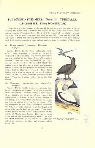 TUBE-NOSED SWIMMERS
TUBE-NOSED SWIMMERS. Order III. TUBINARES.
ALBATROSSES. Family DIOMEDEIDAE
Albatrosses are the largest of the sea birds and have an enormous expanse
of wing, the Wandering Albatross, the largest of the family, sometimes attain-
ing an expanse of fourteen feet. Their nostrils consist of two slightly project-
ing tubes, one on each side near the base of the bill. They are unsurpassed
in powers of flight, but are only fair swimmers and rarely, if ever, dive, getting
their food, which consists of dead animal matter, from the surface of the water.
81. BLACK-FOOTED ALBATROSS. Diomedea
nigripes.
Range. North Pacific from California north-
ward. This Albatross is thirty-two inches in
length; it is of a uniform sooty brown color shad-
ing into whitish at the base of the bill, which is
rounded. Like the other members of the family,
this species is noted for its extended flights, fol-
lowing vessels day after day without any apparent
period of rest, for the purpose of feeding on the
refuse that is thrown overboard. They breed
during our winter on some of the small isolated
islands in the extreme southern portions of the
globe. They lay a single white egg on the bare
ground.
82. SHORT-TAILED ALBATROSS. Diomedea
albatrus.
Range. North Pacific Ocean in summer, from
Lower California to Alaska. With the exception
of the Wandering Albatross, which is now regard-
ed as doubtful as occurring off our coasts, the
Short-tailed Albatross is one of the largest of
the group, measuring thirty-six inches in length,
and has an extent of seven feet or more. With
the exception of the black primaries, shoulders
and tail, the entire plumage is white, tinged with
straw color on the back of the head. They breed
on the guano islands in the North Pacific off the
coasts of Alaska and Japan. They lay a single
white egg on the bare ground or rocks. As with
the other members of the family, the eggs are
extremely variable in size, but average about
4.25x2.50.
59
 