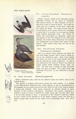 THE BIRD BOOK
82.1. LAYSAN ALBATROSS.
mutabilis.
Diomedea im-
Laysan Albatross
Yellow-nosed Albatross
Sooty Albatross
Range. Laysan Island of the Hawaiian Group,
appearing casually off the coast of California.
This species breeds in large numbers on the is-
land from which it takes its name. The birds are
white with the exception of the back, wings and
tail, which are black. The birds, having been lit-
tle molested in their remote island, are exceeding-
ly tame, and it is possible to go among the sitting
birds without disturbing them. Mr. Walter K.
Fisher has contributed an admirable report on
this species in the 1913 Bulletin of the Fish Com-
mission, the report being illustrated with numer-
ous illustrations of the birds from photos by the
author. Their single white eggs are laid on the
bare ground.
[83.] YELLOW-NOSED ALBATROSS.
Tlialassogeron culminatus.
This is a species which inhabits the South Pa-
cific and Indian Oceans, and is said to rarely oc-
cur on the California coast. They breed during
our winter on some of the small islands and dur-
ing our summer are ocean wanderers. An egg in
the collection of Col. John E. Thayer was taken on
Gough Island, South Atlantic Ocean; Sept. 1st,
1888. The nest was a mound of mud and grass
about two feet in height. The single white egg
measured 3.75 x 2.25. It was collected by George
Comer.
84. SOOTY ALBATROSS Phoebetria-palpebrata.
Range. Southern seas, north in our summer along the Pacific coast of the
United States.
This species is entirely sooty brown except the white eyelids. It is similar
to the Black-footed Albatross from which species it can be distinguished in
all plumages by the narrow base of the bill, while the bill of the former species
is broad and rounded. They breed commonly on isolated islands in many
quarters of the southern hemisphere. Sometimes this species constructs a
mound of mud on which to deposit its single white egg, and also often lays
it on the bare ground or rock. A specimen in Mr. Thayer's collection, taken
by Geo. Comer on So. Georgia Is. in the South Atlantic ocean, was laid in a
hollow among loose stones on the ledge of an overhanging cliff. Size 4.10 x
2.75.
60
 
