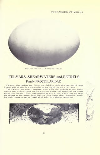 TUBE-NOSED SWIMMERS
EGG OF SOOTY ALBATROSS White
FULMARS, SHEARWATERS and:PETRELS
Family PROCELLARIDAE
Fulmars, Shearwaters and Petrels are Gull-like birds with two nostril tubes
located side by side, in a single tube, on the top of the bill at it's base.
The Fulmars are mostly northern birds while the majority of the Shear-
waters nest in the extreme south during our winter, and appear off our coasts
during the summer. Their food consists of fish or offal which they get from
the surface of the water; large flocks of them hover about fishermen, watch-
ing their chance to get any food which falls, or is thrown, overboard.
 