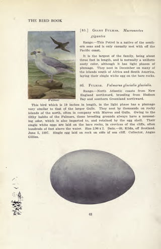 THE BIRD BOOK
[85.] GIANT FULMAR.
gigantea
Macronectes
Range. This Petrel is a native of the south-
ern seas and is only casually met with off the
Pacific coast.
It is the largest of the family, being about
three feet in length, and is normally a uniform
sooty color, although it has light phases of
plumage. They nest in December on many of
the islands south of Africa and South America,
laying their single white egg on the bare rocks.
86. FULMAR. Fulmarus glacialis glacialis.
Range. North Atlantic coasts from New
England northward, breeding from Hudson
Fulmar Bav and southern Greenland northward.
This bird which is 19 inches in length, in the light phase has a plumage
very similar to that of the larger Gulls. They nest by thousands on rocky
islands of the north, often in company with Murres and Gulls. Owing to the
filthy habits of the Fulmars, these breeding grounds always have a nauseat-
ing odor, which is also imparted to, and retained by the egg shell. Their
single white eggs are laid on the bare rocks, in crevices of the cliffs, often
hundreds of feet above the water. Size 2.90 x 2. Data. St. Kilda, off Scotland.
June 5, 1897. Single egg laid on rock on side of sea cliff. Collector, Angus
Gillies.
62
 