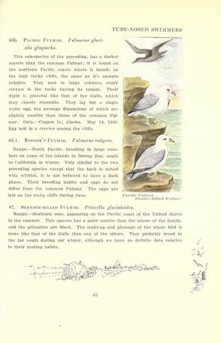 TUBE-NOSED SWIMMERS
86'b. PACIFIC FULMAR. Fulmarus glaci-
alis glupischa.
This sub-species of the preceding, has a darker
mantle than the common Fulmar; it is found on
the northern Pacific coasts where it breeds on
the high rocky cliffs, the same as it's eastern
relative. They nest in large colonies, every
crevice in the rocks having its tenant. Their
flight is graceful like that of the Gulls, which
they closely resemble. They lay but a single
white egg, the average dimensions of which are
slightly smaller than those of the common Ful-
mar. Data. Copper Is., Alaska. May 14, 1889.
Egg laid in a crevice among the cliffs.
86.1. RODGER'S FULMAR. Fulmarus rodgers.
Range. North Pacific, breeding in large num-
bers on some of the islands in Bering Sea; south
to California in winter. Very similar to the two
preceding species except that the back is mixed
with whitish, it is not believed to have a dark
phase. Their breeding habits and eggs do not
differ from the common Fulmar. The eggs are
laid on the rocky cliffs during June. Pacific Fulmar
Slender-billed Fulmar
87. SLENDER-BILLED FULMAR. Priocella glacialoides.
Range. Southern seas, appearing on the Pacific coast of the United States
in the summer. This species has a paler mantle than the others of the family,
and the primaries are black. The make-up and plumage of the whole bird is
more like that of the Gulls than any of the others. They probably breed in
the far south during our winter, although we have no definite data relative
to their nesting habits.
63
 