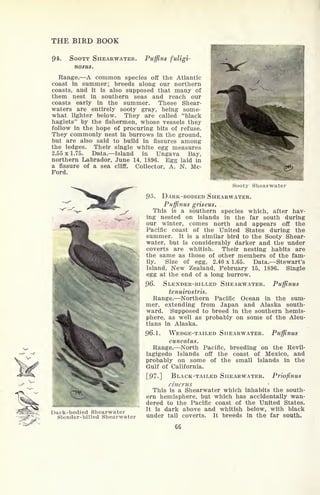 THE BIRD BOOK
94. SOOTY SHEARWATER. Puffins fuligi-
nosus.
Range. A common species off the Atlantic
coast in summer; breeds along our northern
coasts, and it is also supposed that many of
them nest in southern seas and reach our
coasts early in the summer. These Shear-
waters are entirely sooty gray, being some-
what lighter below. They are called "black
haglets" by the fishermen, whose vessels they
follow in the hope of procuring bits of refuse.
They commonly nest in burrows in the ground,
but are also said to build in fissures among
the ledges. Their single white egg measures
2.55x1.75. Data. Island in Ungava Bay,
northern Labrador, June 14, 1896. Egg laid in
a fissure of a sea cliff. Collector, A. N. Mc-
Ford.
Sooty Shearwater
Dark-bodied Shearwater
Slender-billed Shearwater
95. DARK-BODIED SHEARWATER.
Puffinus griseus.
This is a southern species which, after hav-
ing nested on islands in the far south during
our winter, comes north and appears off the
Pacific coast of the United States during the
summer. It is a similar bird to the Sooty Shear-
water, but is considerably darker and the under
coverts are whitish. Their nesting habits are
the same as those of other members of the fam-
ily. Size of egg, 2.40x1.65. Data. Stewart's
Island, New Zealand, February 15, 1896. Single
egg at the end of a long burrow.
96. SLENDER-BILLED SHEARWATER. Puffinus
tenuirostris.
Range. Northern Pacific Ocean in the sum-
mer, extending from Japan and Alaska south-
ward. Supposed to breed in the southern hemis-
phere, as well as probably on some of the Aleu-
tians in Alaska.
96.1. WEDGE-TAILED SHEARWATER. Puffinus
cuneatus.
Range. North Pacific, breeding on the Revil-
lagigedo Islands off the coast of Mexico, and
probably on some of the small islands in the
Gulf of California.
[97-] BLACK-TAILED SHEARWATER. Priofinus
cinerus
This is a Shearwater which inhabits the south-
ern hemisphere, but which has accidentally wan-
dered to the Pacific coast of the United States.
It is dark above and whitish below, with black
under tail coverts. It breeds in the far south.
 
