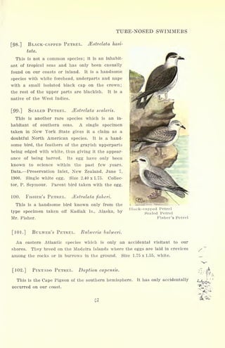 TUBE-NOSED SWIMMERS
[98.] BLACK-CAPPED PETREL.
tata.
Msirelata hasi-
This is not a common species; it is an inhabit-
ant of tropical seas and has only been casually
found on our coasts or inland. It is a handsome
species with white forehead, underparts and nape
with a small isolated black cap on the crown;
the rest of the upper parts are blackish. It is a
native of the West Indies.
[99-] SCALED PETREL. Mstrelata scalaris.
This is another rare species which is an in-
habitant of southern seas. A single specimen
taken in New York State gives it a claim as a
doubtful North American species. It is a hand-
some bird, the feathers of the grayish upperparts
being edged with white, thus giving it the appear-
ance of being barred. Its egg have only been
known to science within the past few years.
Data. Preservation Inlet, New Zealand, June 7,
1900. Single white egg. Size 2.40 x 1.75. Collec-
tor, P. Seymour. Parent bird taken with the egg.
100. FISHER'S PETREL. JEstralata fisheri.
This is a handsome bird known only from the
type specimen taken off Kadiak Is., Alaska, by
Mr. Fisher.
Black-capped Petrel
Scaled Petrel
Fisher's Petrel
[101.] BULWER'S PETREL. Bulrveria bulweri.
An eastern Atlantic species which is only an accidental visitant to our
shores. They breed on the Madeira Islands where the eggs are laid in crevices
among the rocks or in burrows in the ground. Size 1.75 x 1.55, white.
[102.] PINTADO PETREL. Daption capensis.
This is the Cape Pigeon of the southern hemisphere. It has only accidentally
occurred on our coast.
G7
 
