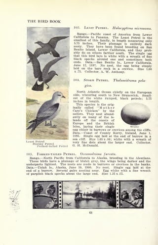 THE BIRD BOOK
Least Petrel
Stormy Petrel
Forked-tailed Petrel
103. LEAST PETREL. Halocyptena microsoma.
Range. Pacific coast of America from Lower
California to Panama. The Least Petrel is the
smallest of this family, in length measuring only
5.75 inches. Their plumage is entirely dark
sooty. They have been found breeding on San
Benito Island, Lower California, and they prob-
ably do on others farther south. The single 'jgg
that this bird lays is white with a wreath of fine
black specks around one and sometimes both
ends. Data. San Benito Is., Lower California,
June 12, 1897. No nest, the egg being simply
laid on the bare rock in a crevice. Size 1.00
x .75. Collector, A. W. Anthony.
1 0-1. STORM PETREL. Thalassidroma pela-
gica.
North Atlantic Ocean chiefly on the European
side, wintering south to New Brunswick. Small-
est of the white rumped, black petrels; 5.75
inches in length.
This species is the orig-
inally called "Mother
Gary's Chicken" by the
sailors. They nest abund-
antly on many of the is-
lands off the coasts of
Europe and the British
Isles, laying their single White
egg either in burrows or crevices among the cliffs.
Data. Coast of County Kerry, Ireland, June 1,
1895. Single egg laid at the end of burrow in a
sea cliff. Size 1.05 x.80; white with a wreath of
very fine dots about the larger end. Collector,
G. H. McDonald.
105. FORKED-TAILED PETREL. Oceanodroma furcata.
Range. North Pacific from California to Alaska, breeding in the Aleutians.
These birds have a plumage of bluish gray, the wings being darker and the
underparts lightest. The nests are made in burrows or crevices in the banks.
Data. Uniak Is., Alaska, June 10, 1900. No nest. Single egg laid at the
end of a burrow. Several pairs nesting near. Egg white with a fine wreath
of purplish black specks about the large end. Size 1.25 x .5.
68
 