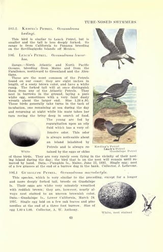 TUBE-NOSED SWIMMERS
105.2. KJEDING'S PETREL. Oceanodroma
kcedingi.
This bird is similar to Leach Petrel, but is
smaller and the tail is less deeply forked. Its
range is from California to Panama breeding
on the Revillagigedo Islands off Mexico.
106. LEACH'S PETREL.
hoa.
Oceanodroma leucor-
Range. North Atlantic and North Pacific
Oceans, breeding from Maine and from the
Farallones, northward to Greenland and the Aleu-
tians.
These are the most common of the Petrels
found on our coast; they are eight inches in
length, of a sooty brown color, and have a white
rump. The forked tail will at once distinguish
them from any of the Atlantic Petrels. They
nest in burrows in the ground, laying a pure
white egg, sometimes with a very faint dusty
wreath about the larger end. Size 1.20 x .95.
These birds generally take turns in the task of
incubation, one remaining at sea during the day
and returning at night while his mate takes her
turn roving the briny deep in search of food.
The young are fed by
regurgitation upon an oily
fluid which has a very of-
4.-, fensive odor. This odor
is always noticeable about
an island inhabited by
Petrels and is always re-
tained by the eggs or skinsWhite
Kseding's Petrel
Leach's Petrel
Guadalupe Petrel
of these birds. They are very rarely seen flying in the vicinity of their nest-
ing island during the day; the bird that is on the nest will remain until re-
moved by hand. Data. Pumpkin Is., Maine, June 22, 1893. Single egg; nest
of a few grasses at the end of a burrow dug in the bank. Collector, J. Lefavour.
106.1 GUADALUPE PETREL. Oceanodroma macrodactyla.
This species, which is very similar to the preceding, except for a longer
and more deeply forked tail, breeds on Guadalupe
Is. Their eggs are white very minutely wreathed . .
.
with reddish brown; they are, however, nearly al-
^K^SlfS^^Si^^^^
ways nest stained to an uneven brownish color.
Data/ Guadalupe Is., Lower California, March 24S
1897. Single egg laid on a few oak leaves and pine
needles at the end of a three foot burrow. Size of
egg 1.40 x 1.00. Collector, A. W. Anthony.
69
White, nest stained
 