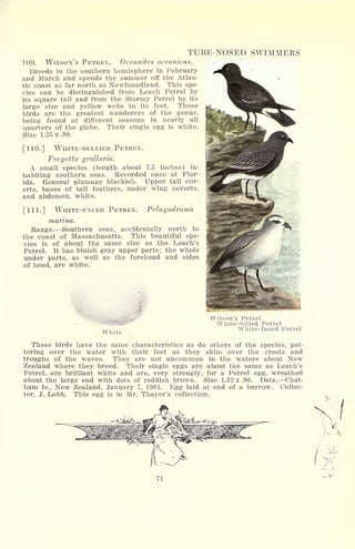 109- WILSON'S PETREL.
Breeds in the southern hemisphere in February
and March and spends the summer off the Atlan-
tic coast as far north as Newfoundland. This spe-
cies can be distinguished from Leach Petrel by
its square tail and from the Stormy Petrel by its
large size and yellow webs to its feet. These
birds are the greatest wanderers of the genus,
being found at different seasons in nearly all
quarters of the globe. Their single egg is white.
Size 1.25 x.90.
[110.] WHITE-BELLIED PETREL.
Fregetta grallaria.
A small species (length about 7.5 inches) in-
habiting southern seas. Recorded once at Flor-
ida. General plumage blackish. Upper tail cov-
erts, bases of tail feathers, under wing coverts,
and abdomen, white.
[111.] WHITE-FACED PETREL. Pelagodroma
marina.
Range. Southern seas, accidentally north to
the coast of Massachusetts. This beautiful spe-
cies is of about the same size as the Leach's
Petrel. It has bluish gray upper parts; the whole
under parts, as well as the forehead and sides
of head, are white.
TUBE-NOSED SWIMMERS
Oceanites oceanicus.
White
Wilson's Petrel
White-billed Petrel
White-faced Petrel
These birds have the same characteristics as do others of the species, pat-
tering over the water with their feet as they skim over the crests and
troughs of the waves. They are not uncommon in the waters about New
Zealand where they breed. Their single eggs are about the same as Leach's
Petrel, are brilliant white and are, very strongly, for a Petrel egg, wreathed
about the large end with dots of reddish brown. Size 1.32 x .90. Data. Chat-
ham Is., New Zealand, January 7, 1901. Egg laid at end of a burrow. Collec-
tor, J. Lobb. This egg is in Mr. Thayer's collection.
71
 