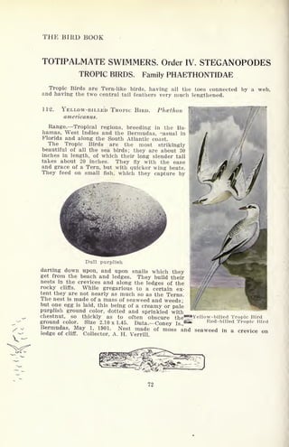 THE BIRD BOOK
TOTIPALMATE SWIMMERS. Order IV. STEGANOPODES
TROPIC BIRDS. Family PHAETHONTIDAE
Tropic Birds are Tern-like birds, having all the toes connected by a web,
and having the two central tail feathers very much lengthened.
112. YELLOW-BILLED TROPIC BIRD. Phccthon
americanus.
Range. Tropical regions, breeding in the Ba-
hamas, West Indies and the Bermudas, casual in
Florida and along the South Atlantic coast.
The Tropic Birds are the most strikingly
beautiful of all the sea birds; they are about 30
inches in length, of which their long slender tail
takes about 20 inches. They fly with the ease
and grace of a Tern, but with quicker wing beats.
They feed on small fish, which they capture by
Dull purplish
darting down upon, and upon snails which they
get from the beach and ledges. They build their
nests in the crevices and along the ledges of the
rocky cliffs. While gregarious to a certain ex-
tent they are not nearly as much so as the Terns.
The nest is made of a mass of seaweed and weeds;
but one egg is laid, this being of a creamy or pale
purplish ground color, dotted and sprinkled with
chestnut, so thickly as to often obscure the*!!3Yellow - bill ? d Tropic Bird
ground color. Size 2.10x1.45. Data Coney Is
^ Red-billed Tropic Bird
/
 