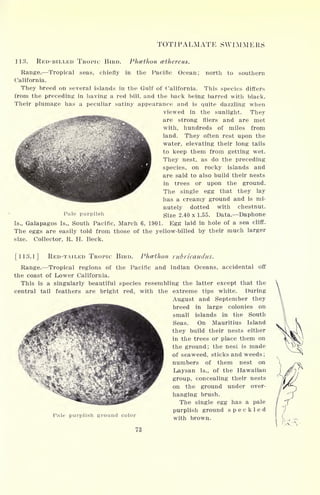 TOTJPALMATE SWIMMERS
113. RED-BILLED TROPIC BIRD. Phcethon cethereus.
Range. Tropical seas, chiefly in the Pacific Ocean; north to southern
California.
They breed on several islands in the Gulf of California. This species differs
from the preceding in having a red bill, and the back being barred with black.
Their plumage has a peculiar satiny appearance and is quite dazzling when
viewed in the sunlight. They
are strong fliers and are met
with, hundreds of miles from
land. They often rest upon the
water, elevating their long tails
to keep them from getting wet.
They nest, as do the preceding
species, on rocky islands and
are said to also build their nests
in trees or upon the ground.
The single egg that they lay
has a creamy ground and is mi-
nutely dotted with chestnut.
Pale purplish size 2.40 x 1.55. Data. Daphone
Is., Galapagos Is., South Pacific, March 6, 1901. Egg laid in hole of a sea cliff.
The eggs are easily told from those of the yellow-billed by their much larger
size. Collector, R. H. Beck.
[113.1] RED-TAILED TROPIC BIRD. Phcethon rubricaudus.
Range. Tropical regions of the Pacific and Indian Oceans, accidental off
the coast of Lower California.
This is a singularly beautiful species resembling the latter except that the
central tail feathers are bright red, with the extreme tips white. During
August and September they
breed in large colonies on
small islands in the South
Seas. On Mauritius Island
they build their nests either
in the trees or place them on
the ground; the nest is made
of seaweed, sticks and weeds;
numbers of them nest on
.*'.>* "*. f JK32WHB^^^V Laysan Is., of the Hawaiian
group, concealing their nests
on the ground under over-
hanging brush.
The single egg has a pale
purplish ground speckled
with brown.Pale purplish ground color
73
 