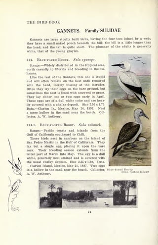 THE BIRD BOOK
GANNETS. Family SULIDAE
Gannets are large stoutly built birds, having the four toes joined by a web;
they have a small naked pouch beneath the bill; the bill is a little longer than
the head, and the tail is quite short. The plumage of the adults is generally
white, that of the young grayish.
114. BLUE-FACED BOOBY. Sula syanops.
Range. Widely distributed in the tropical seas,
north casually to Florida and breeding in the Ba-
hamas.
Like the rest of the Gannets, this one is stupid
and will often remain on the nest until removed
with the hand, merely hissing at the intruder.
Often they lay their eggs on the bare ground, but
sometimes the nest is lined with seaweed or grass.
They lay either one or two eggs early in April.
These eggs are of a dull white color and are heav-
ily covered with a chalky deposit. Size 2.50 x 1.70.
Data. Clarion Is., Mexico, May 24, 1897. Nest
a mere hollow in the sand near the beach. Col-
lector, A. W. Anthony.
114.1. BLUE-FOOTED BOOBY. Sula nebouxi.
Range. Pacific coasts and islands from the
Gulf of California southward to Chili.
These birds nest in numbers on the island of
San Pedro Martir in the Gulf of California. They
lay but a single egg, placing it upon the bare
rock. Their breeding season extends from the
latter part of March into May. The egg is a dull
white, generally nest stained and is covered with
the usual chalky deposit. Size 2.35x1.60. Data.
Clarion Island, Mexico, May 21, 1897. Two eggs
in a hollow in the sand near the beach. Collector,
A. W. Anthony.
Blue-faced Booby
Blue-footed Booby
 
