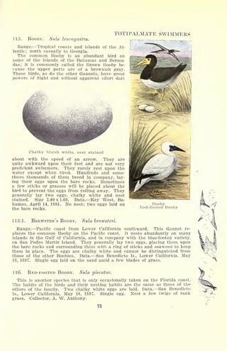 .115. BOOBY. Sula leucogastra.
Range. Tropical coasts and islands of the At-
lantic; north casually to Georgia.
The common Booby is an abundant bird on
some of the islands of the Bahamas and Bermu-
das; it is commonly called the Brown Booby be-
cause the upper parts are of a brownish gray.
These birds, as do the other Gannets, have great
powers of flight and without apparent effort dart
TOTIPALMATE SWIMMERS
Chalky bluish white, nest stained
about with the speed of an arrow. They are
quite awkward upon their feet and are not very
proficient swimmers. They rarely rest upon the
water except when tired. Hundreds and some-
times thousands of them breed in company, lay-
ing their eggs upon the bare rocks. Sometimes
a few sticks or grasses will be placed about the
bird to prevent the eggs from rolling away. They
generally lay two eggs, chalky white and nest
stained. Size 2.40x1.60. Data. Key West, Ba-
hamas, April 14, 1891. No nest; two eggs laid on
the bare rocks.
Booby
Red-footed Booby
115.1. BREWSTER'S BOOBY. Sula brewsteri.
Range. Pacific coast from Lower California southward. This Gannet re-
places the common Booby on the Pacific coast. It nests abundantly on many
islands in the Gulf of California, and in company with the blue-footed variety,
on San Pedro Martir Island. They generally lay two eggs, placing them upon
the bare rocks and surrounding them with a ring of sticks and seaweed to keep
them in place. The eggs are chalky white and cannot be distinguished from
those of the other Boobies. Data. San Benedicto Is., Lower California, May
18, 1897. Single egg laid on the sand amid a few blades of grass.
116. RED-FOOTED BOOBY. Sula piscator.
This is another species that is only occasionally taken on the Florida coast.
The habits of the birds and their nesting habits are the same as those of the
others of the family. Two chalky white eggs are laid. Data. San Benedicto
Is., Lower California, May 18, 1897. Single egg. Nest a few twigs of rank
grass. Collector, A. W. Anthony.
75
 