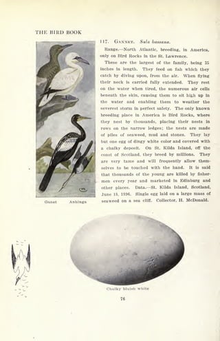 THE BIRD BOOK
117- GANNET. Sula bassana.
Range. North Atlantic, breeding, in America,
only on Bird Rocks in the St. Lawrence.
These are the largest of the family, being 35
inches in length. They feed on fish which they
catch by diving upon, from the air. When flying
their neck is carried fully extended. They rest
on the water when tired, the numerous air cells
beneath the skin, causing them to sit high up in
the water and enabling them to weather the
severest storm in perfect safety. The only known
breeding place in America is Bird Rocks, where
they nest by thousands, placing their nests in
rows on the narrow ledges; the nests are made
of piles of seaweed, mud and stones. They lay
but one egg of dingy white color and covered with
a chalky deposit. On St. Kilda Island, off the
coast of Scotland, they breed by millions. They
are very tame and will frequently allow them-
selves to be touched with the hand. It is said
that thousands of the young are killed by fisher-
men every year and marketed in Edinburg and
other places. Data. St. Kilda Island, Scotland,
June 18, 1896. Single egg laid on a large mass of
seaweed on a sea cliff. Collector, H. McDonald.
Chalky bluish white
76
 