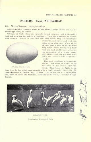 TOTIPALMATK SWFMMKKS
DARTERS. Family ANHINGIDAE
118. WATER TURKEY. Anhinga anhinga.
Range. Tropical America, north to the South Atlantic States and up the
Mississippi Valley to Illinois.
Anhingas or Snake Birds are curiously formed creatures with a Heron-like
head and neck, and the body of a Cormorant. They live in colonies in inacces-
sible swamps. Owing to their thin and light bodies, they are remarkable
swimmers, and pursue and catch fisli
under water with ease. When alarm-
ed they have a habit of sinking their
body below water, leaving only their
head and neck visible, thereby having
4 the appearance of a water snake.
They also fly well and dive from their
perch into the water with the greatest
celerity.
They nest in colonies in the swamps,
placing their nests of sticks, leaves
and moss in the bushes over the
water. They breed in April, laying
from three to five bluish eggs, covered with a chalky deposit. Size 2.25 x 1.35.
Data. Gainesville, Florida, May 18, 1894. Nest in the top of a button-wood
tree, made of leaves and branches, overhanging the water. Collector, George
Graham.
Chalky bluish white
I M<: LI CAN POND
Washington Zoological Park
i i
 