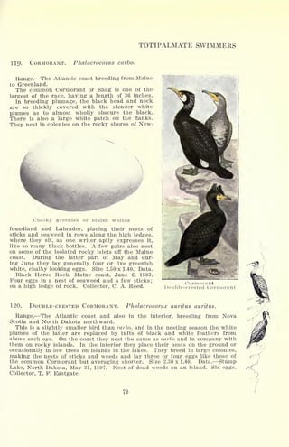 TOTIPALMATE SWIMMERS
119. CORMORANT. PTialacrocorax carbo.
Range. The Atlantic coast breeding from Maine
to Greenland.
The common Cormorant or Shag is one of the
largest of the race, having a length of 36 inches.
In breeding plumage, the black head and neck
are so thickly covered with the slender white
plumes as to almost wholly obscure the black.
There is also a large white patch on the flanks.
They nest in colonies on the rocky shores of New-
Chalky greenish or bluish whitae
foundland and Labrador, placing their nests of
sticks and seaweed in rows along the high ledges,
where they sit, as one writer aptly expresses it,
like so many black bottles. A few pairs also nest
on some of the isolated rocky islets off the Maine
coast. During the latter part of May and dur-
ing June they lay generally four or five greenish
white, chalky looking eggs. Size 2.50 x 1.40. Data.
Black Horse Rock, Maine coast, June 6, 1893.
Four eggs in a nest of seaweed and a few sticks;
on a high ledge of rock. Collector, C. A. Reed.
Cormorant
Double-crested Cormorant:
120. DOUBLE-CRESTED CORMORANT. Phalacrocorax auritus auritus.
Range. The Atlantic coast and also in the interior, breeding from Nova
Scotia and North Dakota northward.
This is a slightly smaller bird than carbo, and in the nesting season the white
plumes of the latter are replaced by tufts of black and white feathers from
above each eye. On the coast they nest the same as carbo and in company with
them on rocky islands. In the interior they place their nests on the ground or
occasionally in low trees on islands in the lakes. They breed in large colonies,
making the nests of sticks and weeds and lay three or four eggs like those of
the common Cormorant but averaging shorter. Size 2.30 x 1.40. Data. Stump
Lake, North Dakota, May 31, 1897. Nest of dead weeds on an island. Six eggs.
Collector, T. F. Eastgate.
79
 
