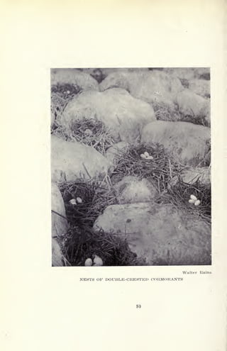 Walter Raine
NESTS OF DOUBLE-CRESTED CORMORANTS
80
 