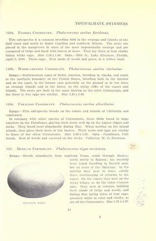 TOTIPALMATE SWIMMERS
120a. FLORIDA CORMORANT. Phalacrocorax auritus ftoridanus.
This sub-species is a common breeding bird in the swamps and islands of the
Gulf coast and north to South Carolina and southern Illinois. The nests are
placed in the mangroves in some of the most impenetrable swamps and are
composed of twigs and lined with leaves or moss. They lay three or four chalky
bluish white eggs. Size 2.30x1.40. Data. Bird Is., Lake Kissimee, Florida,
April 5, 1898. Three eggs. Nest made of weeds and grass, in a willow bush.
120b. WHITE-CRESTED CORMORANT. Phalacrocorax auritus cincinatus.
Range. Northwestern coast of North America, breeding in Alaska, and south
to the northern boundary of the United States, breeding both in the interior
and on the coast, in the former case generally on the ground or in low trees
on swampy islands and in the latter, on the rocky cliffs of the coasts and
islands. The nests are built in the same fashion as the other Cormorants, and
the three to five eggs are similar. Size 2.45 x 1.40.
120c. FARALLON CORMORANT. Phalacrocorax auritus albociliatus.
Range. This sub-species breeds on the coasts and islands of California and
southward.
In company with other species of Cormorants, these birds breed in large
numbers on the Farallones, placing their nests well up on the higher ridges and
rocks. They breed most abundantly during May. When nesting on the inland
islands, they place their nests in low bushes. Their nests and eggs are similar
to those of the other Cormorants. Size 2.40 x 1.50. Data. Farallones, Cali-
fornia. Nest of weeds and seaweed on the rocks. Collector, W. O. Emerson.
121. MEXICAN CORMORANT. Phalacrocorax vigua mexicanus.
Range. Breeds abundantly from southern Texas, south through
north rarely to Kansas; har
Greenish white
Mexico;
recently
been found breeding in limited num-
ber on some of the Bahamas. In the
interior they nest in trees, chiefly
those overhanging or growing in the
water. On the coasts they nest on the
rocky ledges, as do the other Cormor-
ants. They nest in colonies building
their abode of twigs and weeds, and
during May laying three or four eggs,
greenish white in color and chalky, as
are all the Cormorants. Size 2.25 x 1.35.
81
 