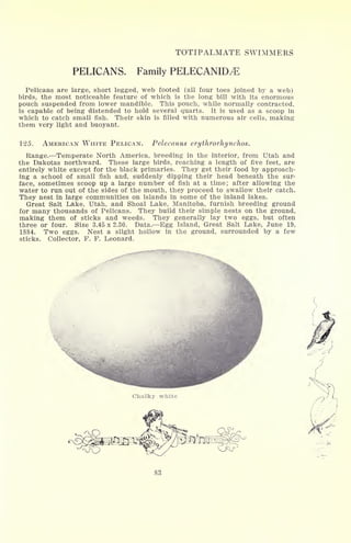 TOTIPALMATE SWIMMERS
PELICANS. Family PELECANID^E
Pelicans are large, short legged, web footed (all four toes joined by a web)
birds, the most noticeable feature of which is the long bill with its enormous
pouch suspended from lower mandible. This pouch, while normally contracted,
is capable of being distended to hold several quarts. It is used as a scoop in
which to catch small fish. Their skin is filled with numerous air cells, making
them very light and buoyant.
125. AMERICAN WHITE PELICAN. Pelecanus erythrorhynchos.
Range. Temperate North America, breeding in the interior, from Utah and
the Dakotas northward. These large birds, reaching a length of five feet, are
entirely white except for the black primaries. They get their food by approach-
ing a school of small fish and, suddenly dipping their head beneath the sur-
face, sometimes scoop up a large number of fish at a time; after allowing the
water to run out of the sides of the mouth, they proceed to swallow their catch.
They nest in large communities on islands in some of the inland lakes.
Great Salt Lake, Utah, and Shoal Lake, Manitoba, furnish breeding ground
for many thousands of Pelicans. They build their simple nests on the ground,
making them of sticks and weeds. They generally lay two eggs, but often
three or four. Size 3.45 x 2.30. Data. Egg Island, Great Salt Lake, June 19,
1884. Two eggs. Nest a slight hollow in the ground, surrounded by a few
sticks. Collector, F. F. Leonard.
Chalky white
83
 
