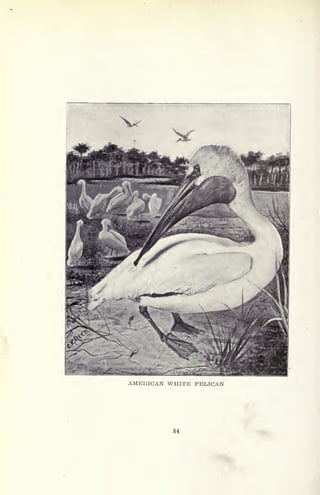 AMERICAN WHITE PELICAN
84
 