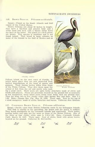 TOTIPALMATE SWIMMERS
126'. BROWN PELICAN. Pelecanus occidental.
Range. Found on the South Atlantic and Gulf
coasts of the United States.
Brown Pelicans are about 50 inches in length;
they have a blackish and grayish body and a
white head and neck with a brown stripe down
the back of the latter. The pouch is a dark green-
ish brown. This species is maritime and is not
found inland. They breed in large colonies on
many of the islands in the Gulf of Mexico and on
Brown Pelican
White Pelican
Chalky white
Pelican Island on the east coast of Florida, in
which latter place they are now protected from
further depredations at the hand of eggers and
gunners. Their fishing tactics differ from those
of the White Pelican. They dive down upon the
school of fish from the air and rarely miss mak-
ing a good catch. Their nests are quite bulky structures made of sticks and
weeds and grasses. These are generally located on the ground but occasionally
in low mangroves, these latter nests being more bulky than the ground ones.
They lay from two to five chalky white eggs during May and June. Size 3. x
1.90. Data. Tampa Bay, Fla., May 29, 1894. Three eggs. Nest in the top of
a stout mangrove; made of sticks, branches and leaves. Collector, Geo. Graham.
127. CALIFORNIA BROWN PELICAN. Pelecanus californicus.
Range. Pacific coast from British Columbia south to the Galapagos Islands.
This bird is similar to the preceding, but larger and the pouch is reddish.
They breed abundantly on the Coronado Islands and southward. Their habits,
nesting habits and eggs are the same as those of the Brown Pelican. Size of
the three or four chalky white eggs is 3.10 x 1.95. Data. Coronado Islands,
Calif., March 28, 1897. Three eggs. Nest of sticks, lined with green leaves,
located on the ground. Collector, H. McConville.
85
 