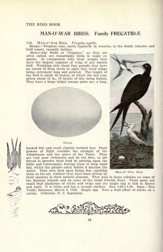 THE BIRD BOOK
MAN-O'-WAR BIRDS. Family FREGATID^E
128. MAN-O'-WAR BIRD. Fregata aqtiila.
Range. Tropical seas, north regularly in America to the South Atlantic and
Gulf coasts, casually farther.
Man-o'-war Birds or "Frigates," as they are
often called, are remarkable birds in many re-
spects. In comparison with their weight they
have the largest expanse of wing of any known
bird. Weighing only about four pounds they have
an extent of from seven to eight feet, their wings
being extremely long and pointed. The length of
the bird is about 40 inches, of which the tail com-
prises about 18 in., 10 inches of this being forked.
They have a large bright orange gular sac, a long,
White
hooked bill, and small slightly webbed feet. Their
powers of flight combine the strength of the
Albatrosses and the grace of the Terns. They
are very poor swimmers and do not dive, so are
forced to procure their food by preying upon the
Gulls and Cormorants, forcing them to drop their
fish, which the pirates catch before it reaches the
water. They also feed upon flying fish, catching
them in the air, whither they have been driven by
their enemies in their natural element. They nest in large colonies on some of
the Bahama Islands and on some of the small Florida Keys. Their nests are
small frail platforms of sticks and twigs and the single egg is laid in March
and April. It is white and has a smooth surface. Size 2.80 x 1.90. Data. Key
Verde, Bahamas, March 6, 1889. Single egg. Nest a frail affair of sticks on a
cactus. Collector, D. P. Ingraham.
Man-O'-War Bird
 