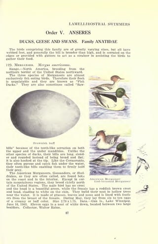 LAMELLIROSTRAL SWIMMERS
Order V. ANSERES
DUCKS, GEESE AND SWANS. Family ANATIDAE
The birds comprising this family are of greatly varying sizes, but all have
webbed feet, and generally the bill is broader than high, and is serrated on the
edges or provided with gutters to act as a strainer in assisting the birds to
gather their food.
12Q. MERGANSER. Mergus americanus.
Range. North America, breeding from the
northern border of the United States northward.
The three species of Mergansers are almost
exclusively fish eating birds. Therefore their flesh
is unpalatable and they are known as "Pish
Ducks." They are also sometimes called "Saw-
Brownish buff
bills" because of the teeth-like serration on both
the upper and the under mandibles. Unlike the
other species of ducks, their bills are long, slend-
er and rounded instead of being broad and flat;
it is also hooked at the tip. Like the Cormorants,
they often pursue and catch fish under the water,
their teeth-like bills enabling them to firmly hold
their prey.
The American Mergansers, Goosanders, or Shel-
drakes, as they are often called, are found botii
on the coast and in the interior. Except in cer-
tain mountainous regions, they breed chiefly north
of the United States. The male bird has no crest
and the head is a beautiful green, while the female has a reddish brown crest
and head, shading to white on the chin. They build their nest in hollow trees
near the water. It is made of grasses, leaves and moss and is lined with feath-
ers from the breast of the female. During May, they lay from six to ten eggs
of a creamy or buff color. Size 2.70 x 1.75. Data. Gun Is., Lake Winnipeg.
June 16, 1903. Eleven eggs in a nest of white down, located between two large
boulders. Collector, Walter Raine.
American Merganser
Red-breasted Merganser
<^gsr>
87
 