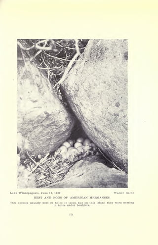 Lake Winnipegosls, June 16, 1902 Walter Kaine
NEST AND EGGS OF AMERICAN MERGANSER
This species usually nest in holes in trees, but on this island they were nesting
in holes under boulders.
 